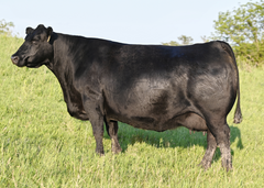 Lot 6: SAC Emblynette 7340