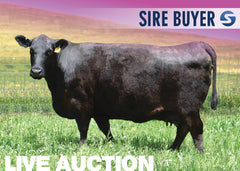 Lot 11: SAV Emblynette 6218 - 3 Embryos