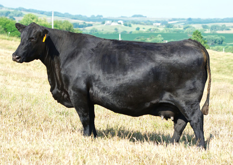 Lot 13: SAV Blackcap May 0584