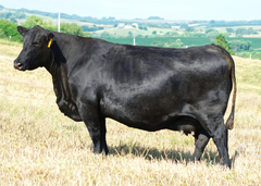 Lot 13: SAV Blackcap May 0584