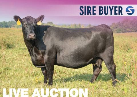 Lot 12: Hawk Emblynette 8531 - 2 Embryos