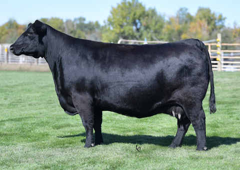 Lot 3: Frosty Elba 3745