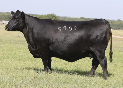 Lot 18: KR Pride 5908