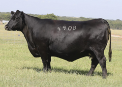 Lot 18: KR Pride 5908