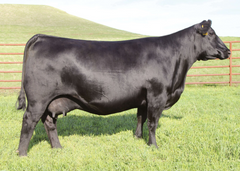 Lot 24: SAV Blackcap May 1416
