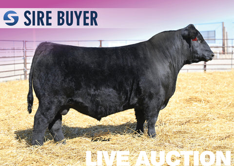 Lot 14: J Joanie 1124 - 3 Embryos