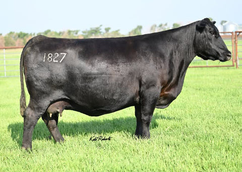 Lot 3: Mohnen Jilt 1827