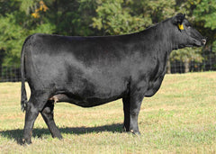 Lot 1: Partisover Burgess 010