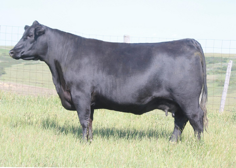 Lot 17: Peak Dot Barbara 148C
