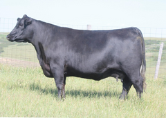Lot 17: Peak Dot Barbara 148C