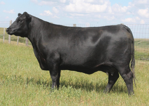 Lot 8: Peak-Dot-Lady-38C