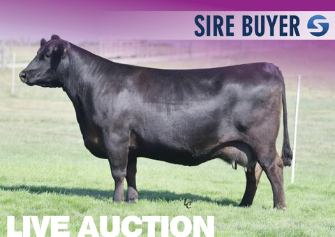 Lot 1: Hawk Elaine 5339 - 3 Sexed (F)