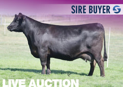 Lot 1: Hawk Elaine 5339 - 3 Sexed (F)