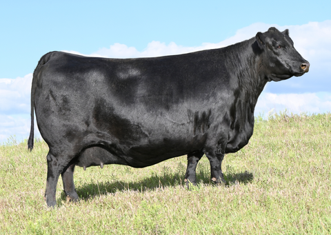 Lot 19: SAV Blackcap May 0592