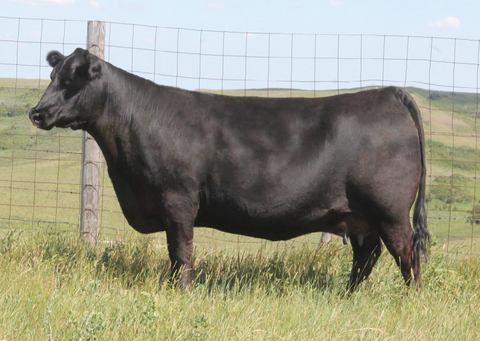 Lot 12: Peak Dot Lady 626A