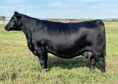 Lot 16: SAV Blackcap May 0591