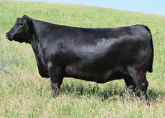 Lot 25: SAV Blackcap May 0624