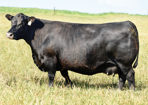 Lot 23: SAV Blackcap May 7320