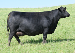 Lot 14: SAV Lucy 8465