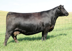 Lot 20: SAV Emblynette 7229