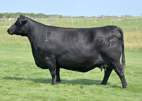 Lot 27: V-Bar Miss Maid 776F