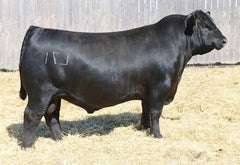 Lot 21: SAV Blackcap May 4136D