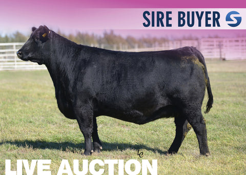Lot 2: SAV Blackcap May 4517 - 3 Embryos