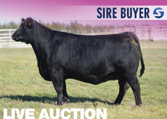 Lot 2: SAV Blackcap May 4517 - 3 Embryos