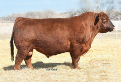 Lot 8:  TBJR Blackbird 6121