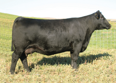 Lot 8: SAV Blackcap May 3525