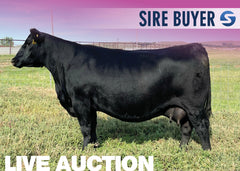 Lot 3: SAV Blackcap May 0591 - 3 Embryos