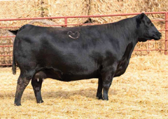 Lot 24: 4 - B/R Lantz Blackcap 6230