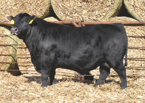 Lot 1: J5 Renown 410