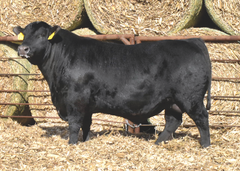 Lot 1: J5 Renown 410