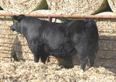 Lot 2: J5 Regard 411