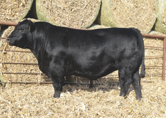 Lot 3: J5 Architect 412