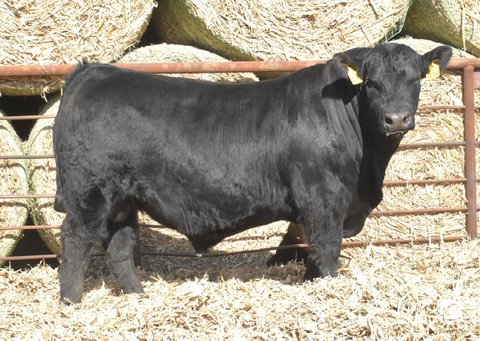 Lot 6: J5 Cattlemaster 418
