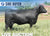 Lot 10: 44 Lucy 0782 (5 Embryos)