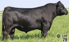 Lot 18: FF Rita 0D13 of 8M10 Radiant - 3 Sexed F