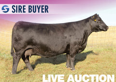 Lot 4: SAV Blackcap May 1443 - 3 Embryos
