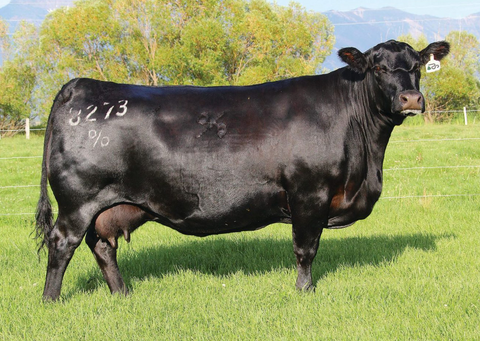 Lot 21: Coleman Dixie Erica 8273