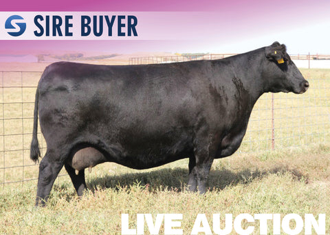 Lot 5: SAV Madame Pride 5810 - 3 Embryos
