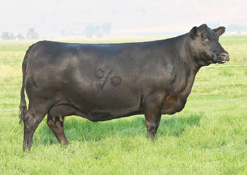 Lot 12: Coleman Donna 5222