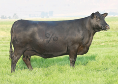 Lot 27: Coleman Donna 5222