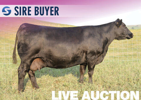 Lot 6: SAV Blackcap May 7306 - 3 Embryos