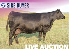Lot 6: SAV Blackcap May 7306 - 3 Embryos