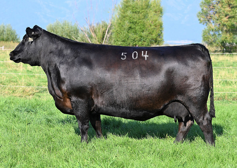 Lot 2: Coleman Donna 504