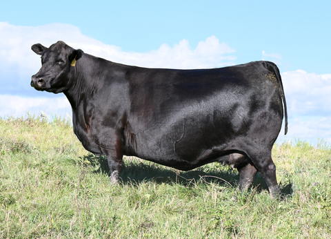 Lot 22: SAV Emblynette 7524 - (Badlands - M)