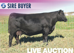 Lot 7: SAV Madame Pride 4598 - 3 Embryos