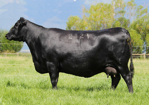 Lot 11: Coleman Everelda Entense 2321